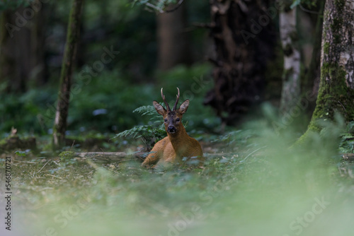 Majestic Roe deer in the forest in Belgium © Nathalie