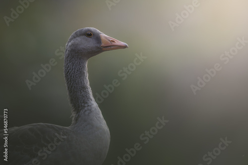 Portrait of a greylag goose. Anser anser is a species of large goose in the waterfowl family Anatidae and the type species of the genus Anser