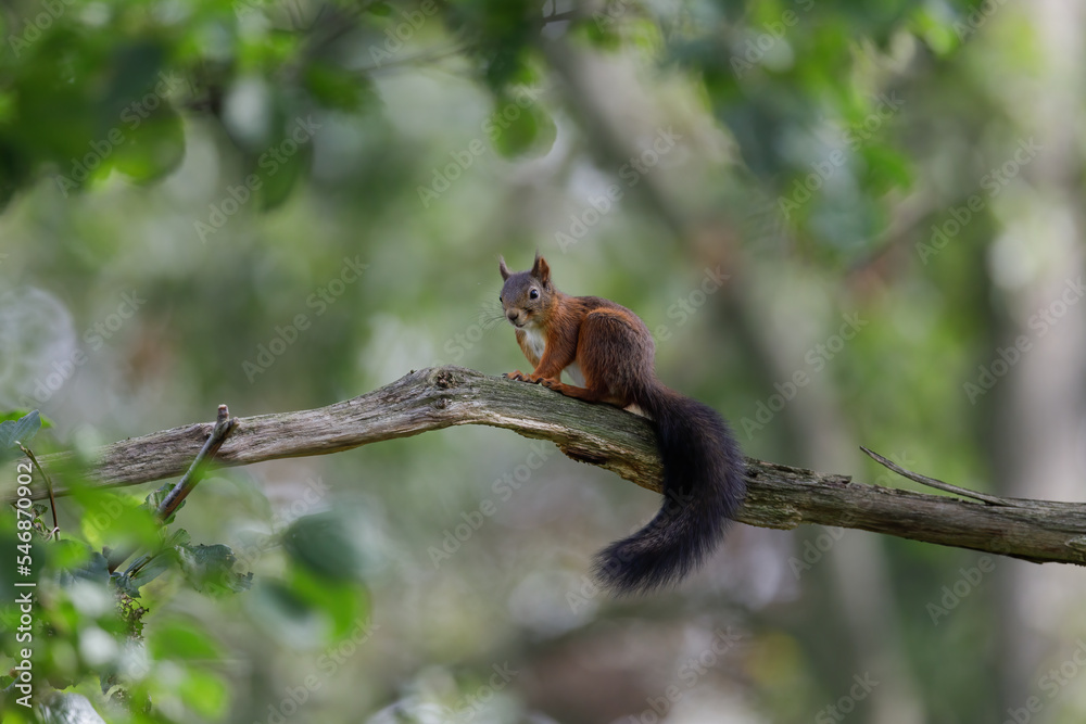 Eurasian Red Squirrel (Sciurus vulgaris) in its natural enviroment