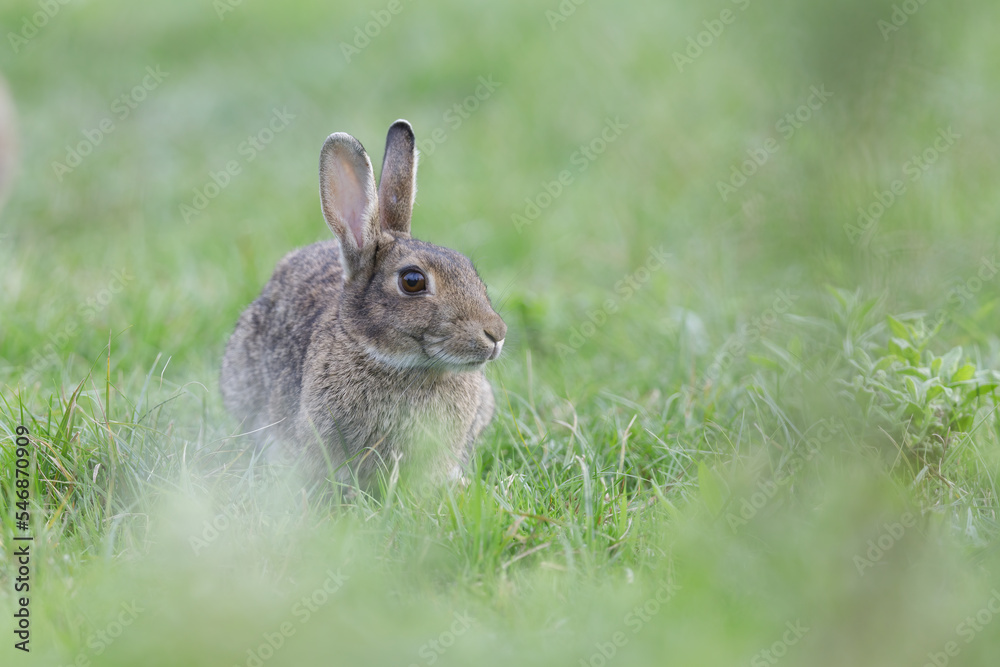Wild rabbit sitting in grass - Oryctolagus cuniculus Wild rabbit sitting in grass - Oryctolagus cuniculus