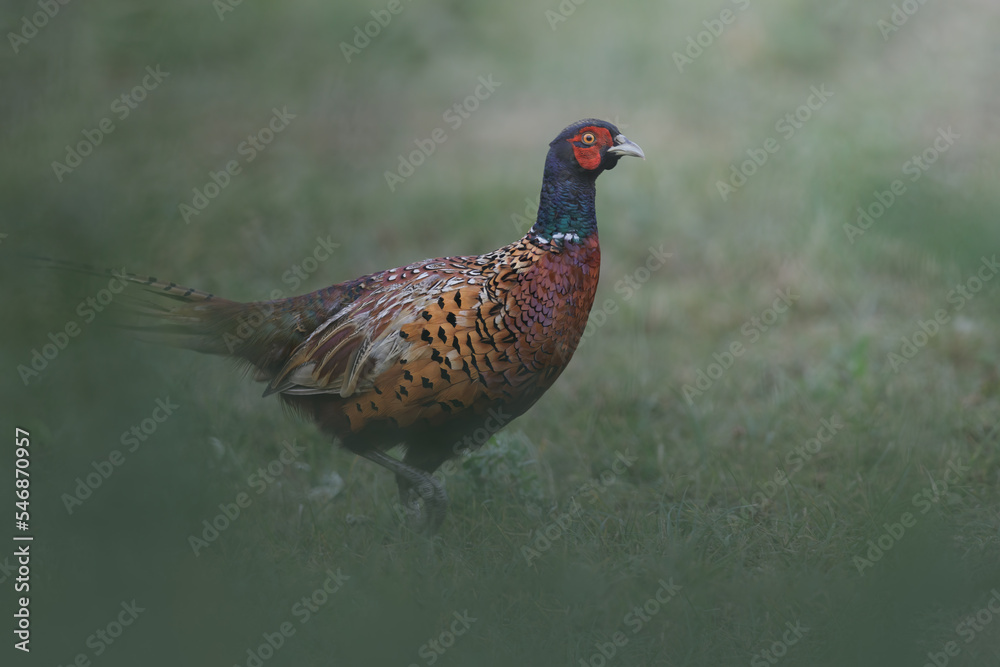 Common pheasant (Phasianus colchicus) - field Common pheasant (Phasianus colchicus) - field
