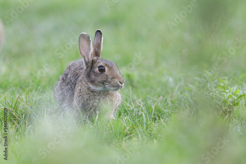 Wild rabbit sitting in grass - Oryctolagus cuniculus