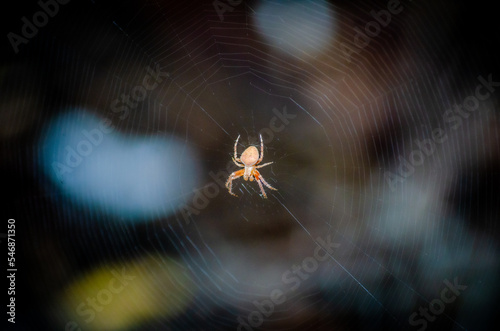 Vászonkép spider on the web