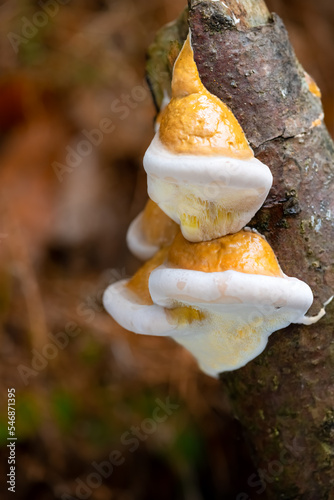 Fomitopsis pinicola is a stem decay fungus on a rotting dead tree. Its conk (fruit body) is known as the red-belted conk. Mushrooms in white and beige ressembling a dwarfs pointed hat or cake.