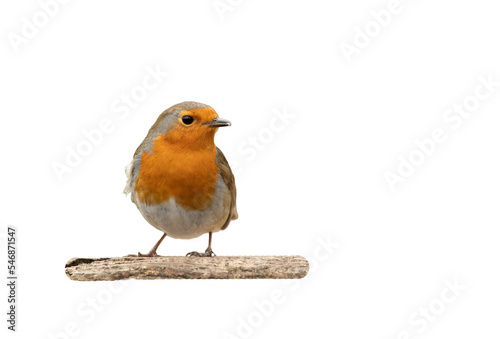 robin isolated on white background © © Raymond Orton