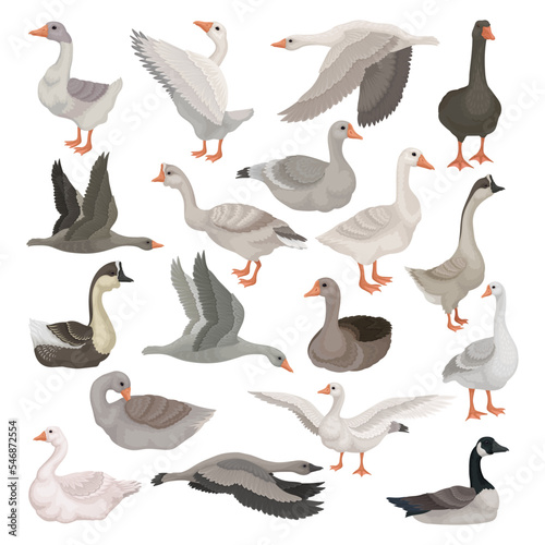 Set of greylag geese. Waterfowl poultry cartoon vector