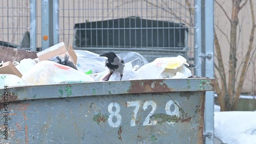 Raven is looking for food in a dumpster in the city