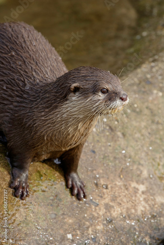 otter coming out of water