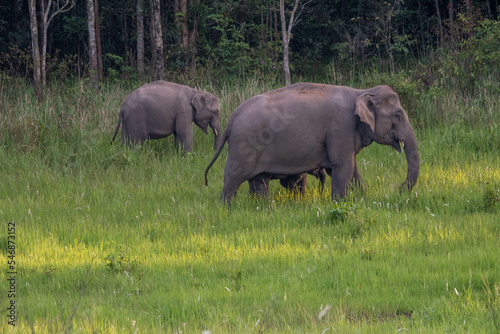 Canvas Print elephants in the wild