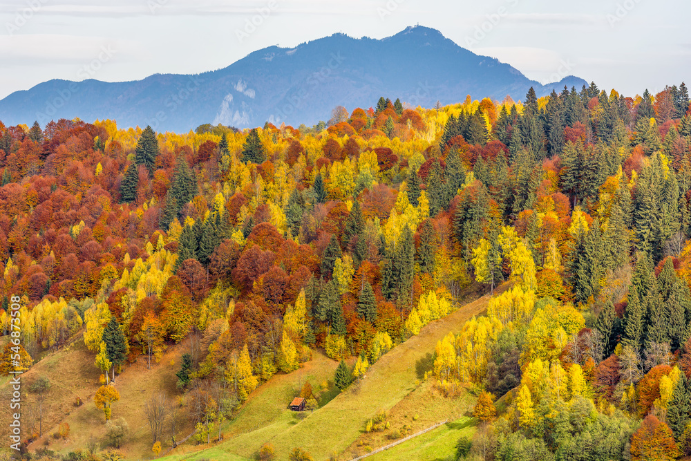 Scenic view of autumn colored forest at mountain in the Transylvanian Alps in Romania