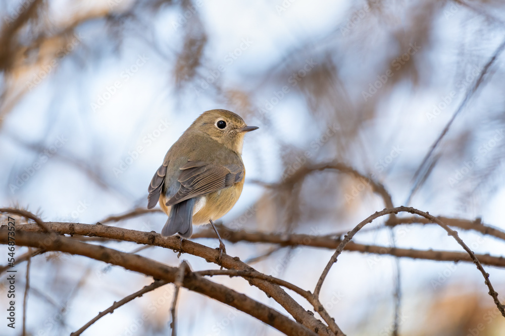 Close up of a daurian redstart in a colorful tree