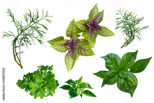 Parsley, dill, basil on a transparent background