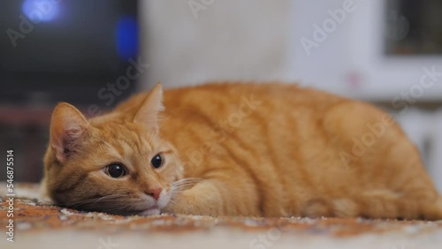 Wallpaper Mural Ginger cat is lying on bed. Tabby cat has a nap in bedroom. Pet is looking on something with curiosity. Torontodigital.ca