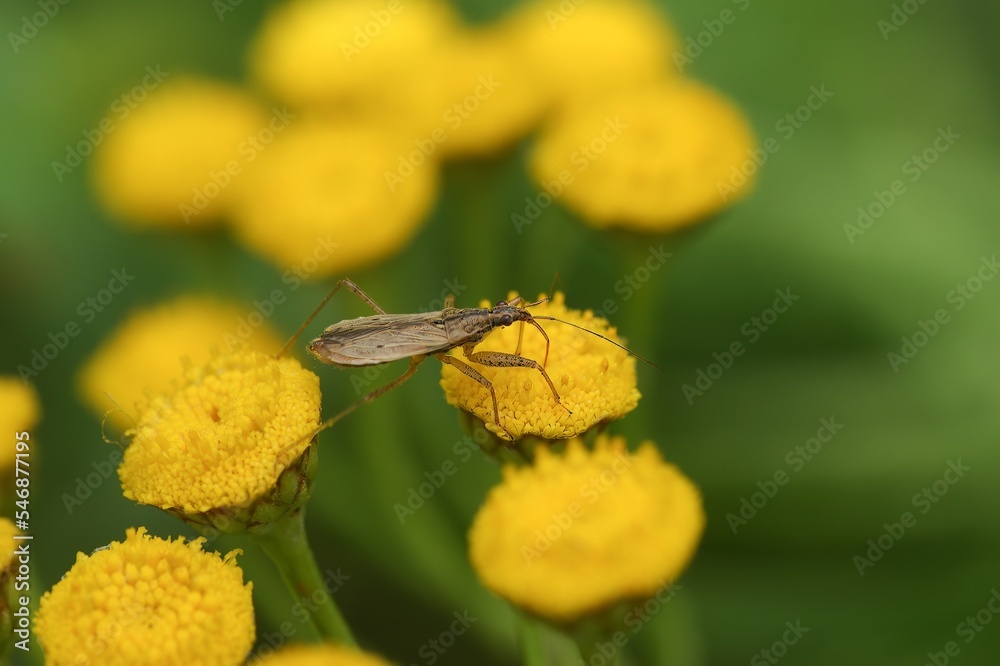 Closeup on a small damsel bug , Nabis, sitting on a yellow Tansy Closeup on a small damsel bug , Nabis, sitting on a yellow Tansy