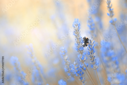 Lavender flowers plant and bloom on blurred nature background...Floral background beautiful lavender flower and bee nature...Bumble bee on lavender...Abstract source.