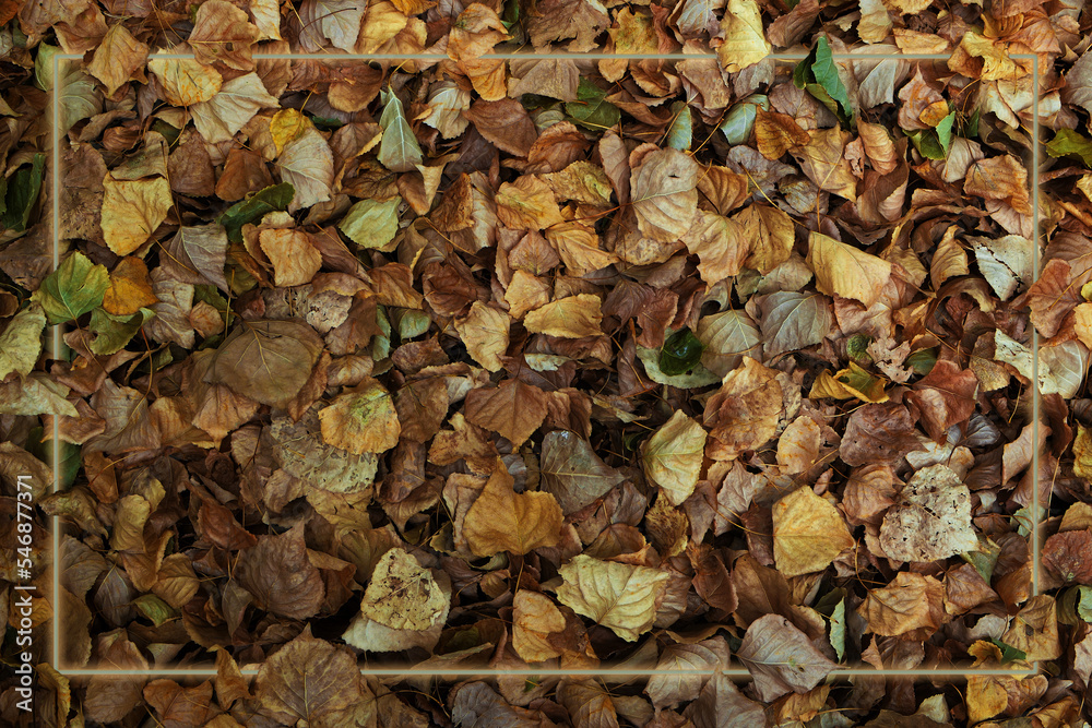 Foliage in the fall. Texture with dry leaves.