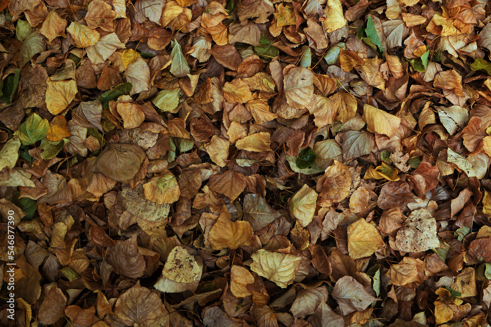 Foliage in the fall. Texture with dry leaves.