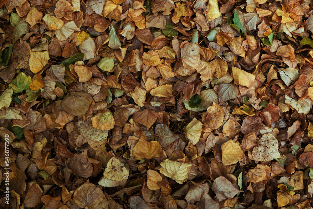 Foliage in the fall. Texture with dry leaves. Foliage in the fall. Texture with dry leaves.