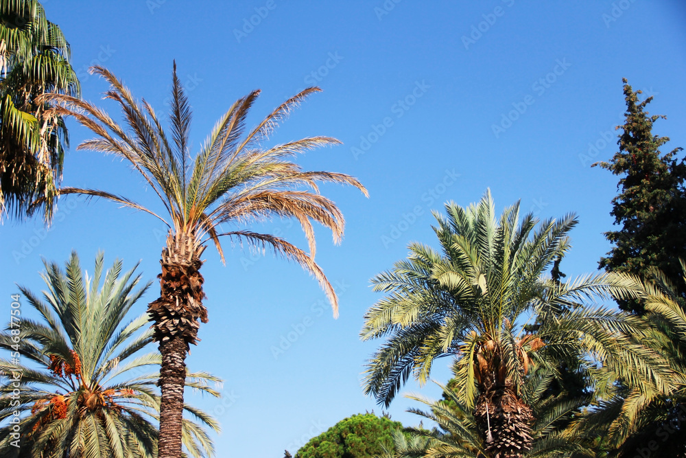 tropical tall palm tree with long green leaves on a blue sky background