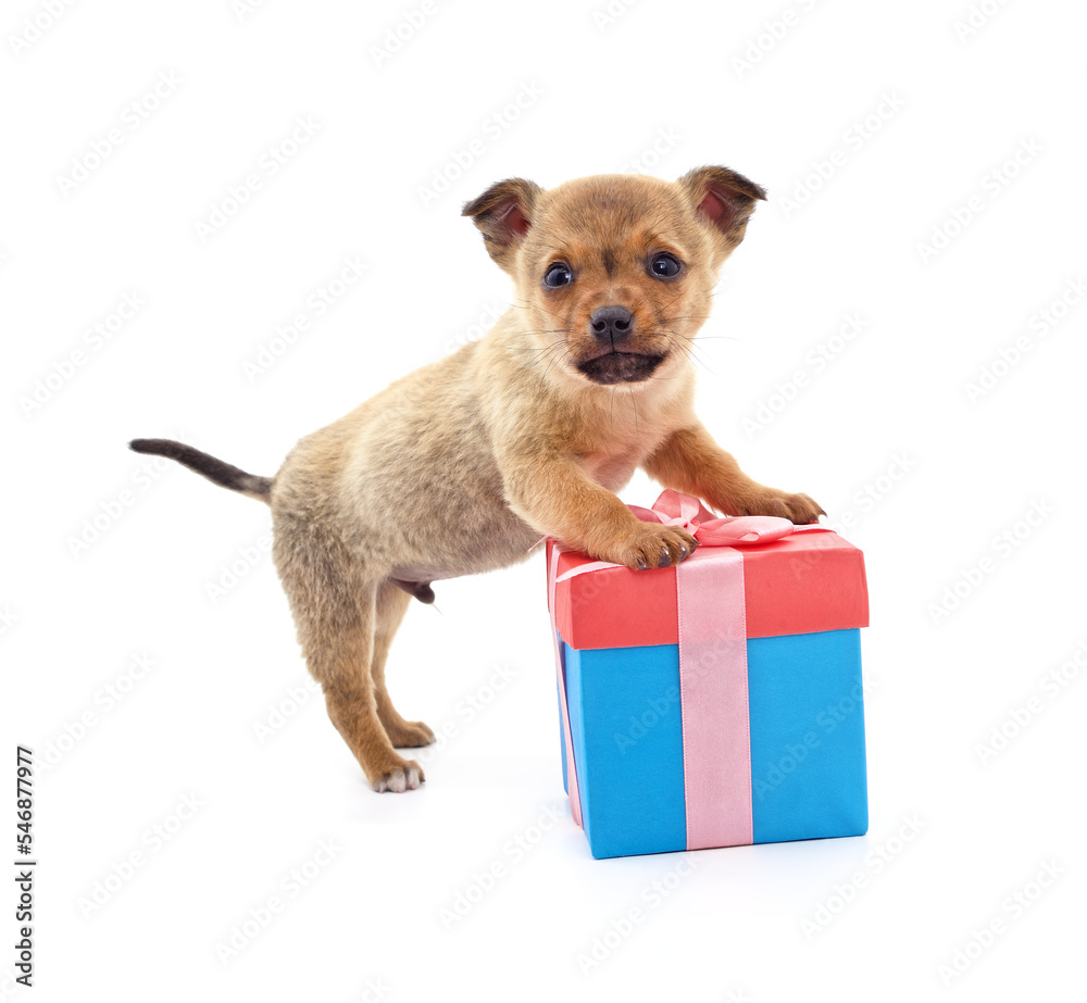 Obraz premium Brown puppy with gift.