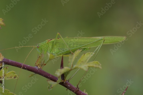 Closeup on a brilliant green Sickle-bearing Bush-Cricket, Phaneroptera falcata on brambleberry