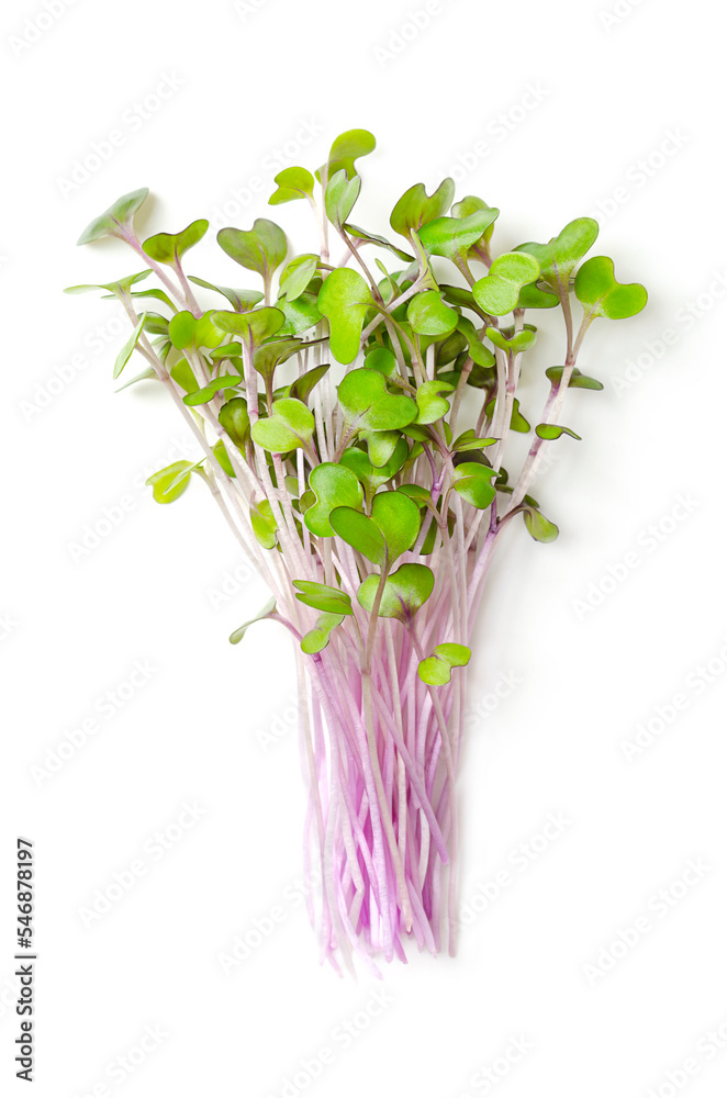 Bunch of red cabbage microgreens. Fresh and ready-to-eat seedlings, shoots, cotyledons and young plants of Brassica oleracea, also purple cabbage, red or blue kraut, used as garnish or leaf vegetable.