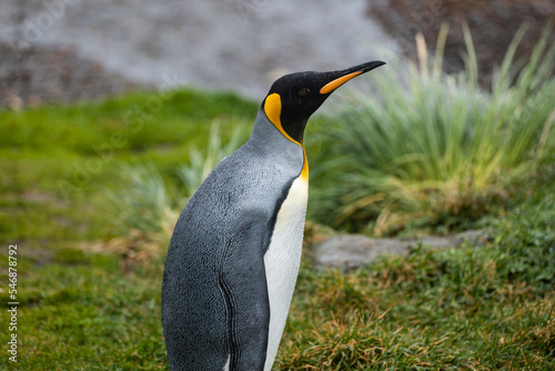 penguin on the grass