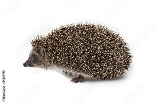 Hedgehog isolated on white background. Spiny mammal.