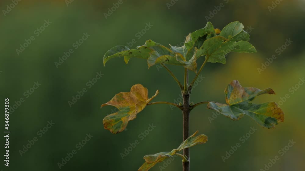 Selective focus view of leaves in autumn