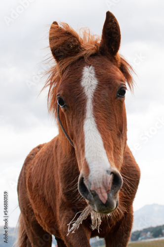 portrait of a horse © Ksenya