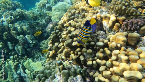 a shy bluebanded angelfish (Pygoplites diacanthus) swims in the clear waters of the red sea in front of a healthy and lively coral reef.