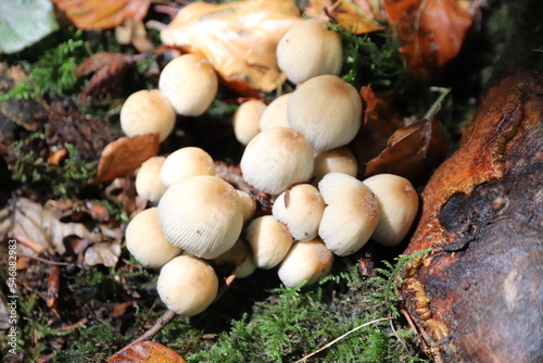 Mushrooms in the forest