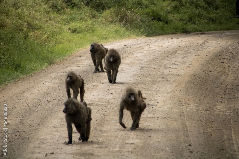 Pack of baboons wandering down the road Pack of baboons wandering down the road