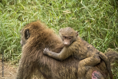 baboon mother and baby sitting on her back © Amaldus