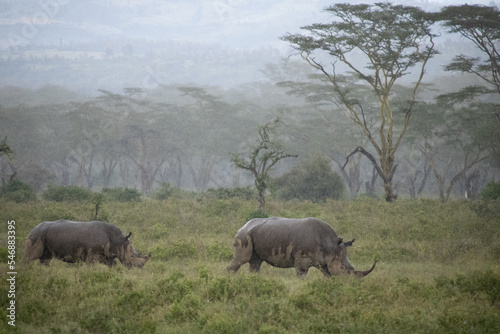 Rhino family wandering the fields at lake nakuru