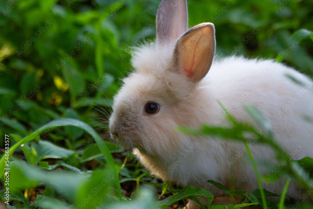 A white rabbit on the grass with a green background A white rabbit on the grass with a green background