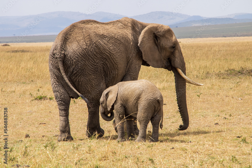 Obraz premium Elephant mom and baby on the african savannah