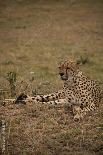 Cheetah waiting for prey in the grass