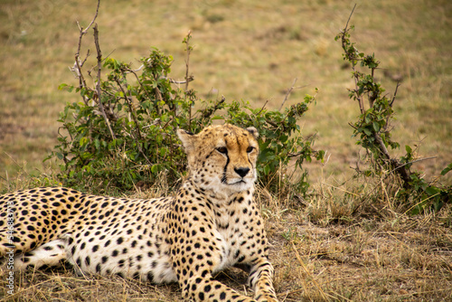 Cheetah resting after hunting all night