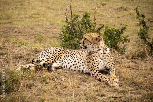 Cheetah resting at masai mara has spotted it's prey