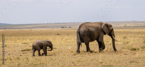 Wandering elephant family on the african savannah
