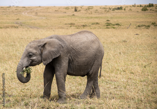 Young elephant eating grass on the african savannah