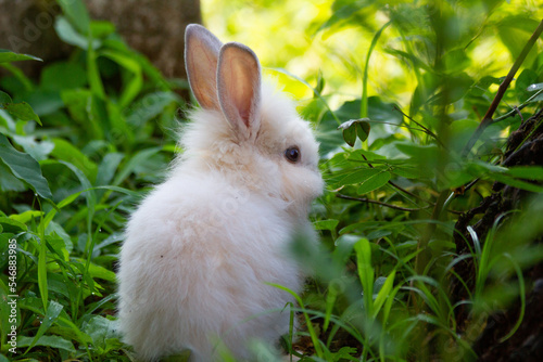 A white rabbit on the grass with a green background
