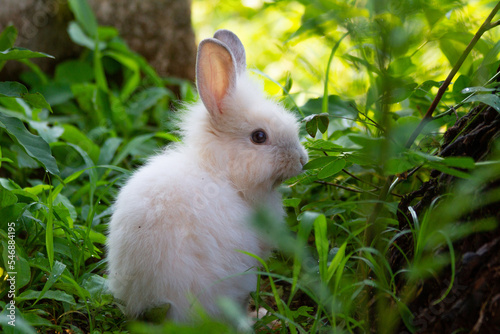 A white rabbit on the grass with a green background