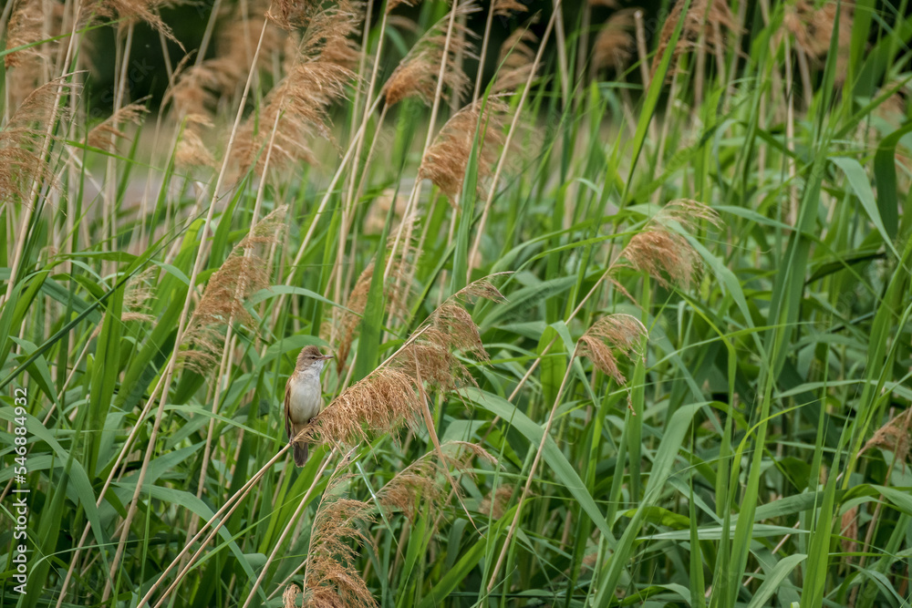 Great reed warbler (Acrocephalus arundinaceus) A small migratory bird with brown plumage and a light belly. The bird sits among the reeds in its natural environment. Great reed warbler (Acrocephalus arundinaceus) A small migratory bird with brown plumage and a light belly. The bird sits among the reeds in its natural environment.