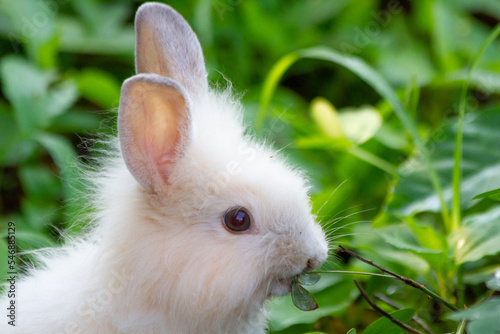 A white rabbit on the grass with a green background