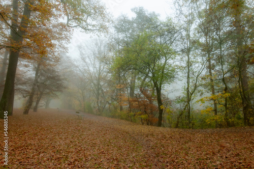 Misty morning in the forest