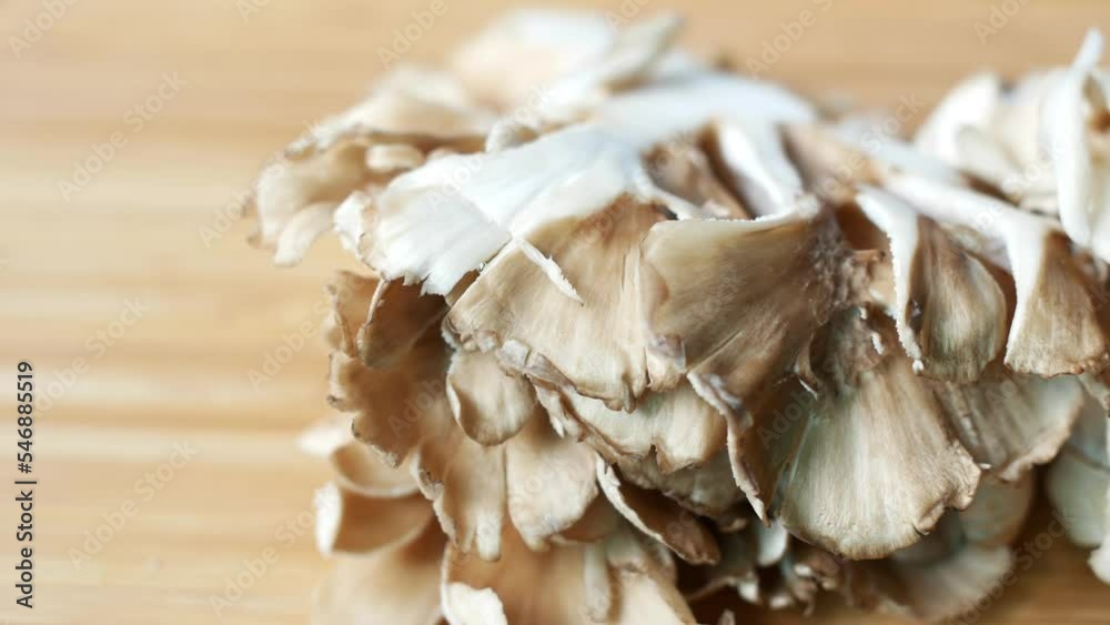 black fungus on white background with copy space black fungus on white background with copy space