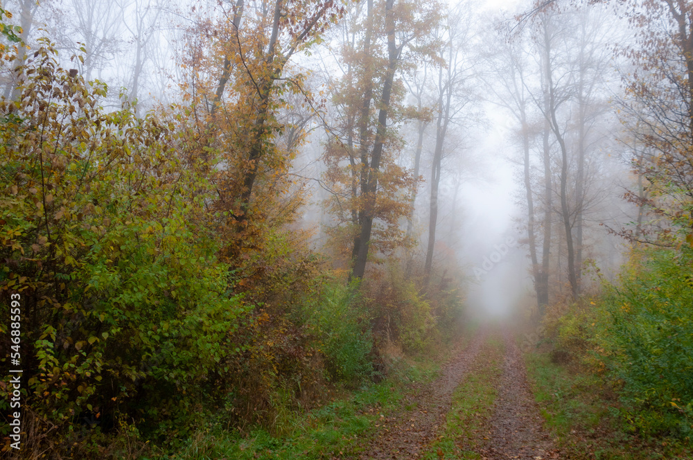 Foggy forest in autumn