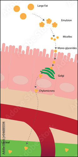 Lipid absorption in the small intestine illustration.  photo